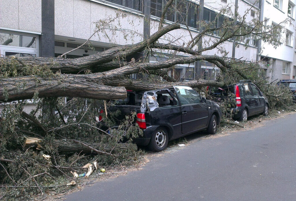 Przewrócone drzewo na auto przy drodze